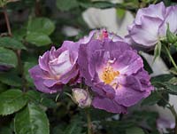 Rosa 'Blue for You' - Floribunda Bush Rose