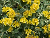 Phlomis fructosa - Sauge de Jérusalem jaune - floraison pérenne tolérante à la sécheresse début juin