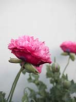 Papaver somniferum 'Pink Chiffon' - Pavot à opium - pompon de type pivoine