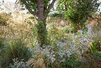 Parterre de fleurs sous l'arbre à Fields Farm avec Stipa tenuissima, Stipa gigantea et Eryngium giganteum 'Miss Willmott's Ghost'