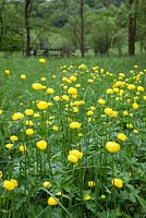 Trollius europaeus. Globeflowers de plus en plus sauvage dans une zone marécageuse à Ashberry Nature Reserve, North Yorkshire.