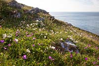 Dryas octopetala - têtes de semence des avens des montagnes poussant avec des géraniums sur la côte du Burren, en Irlande. Dryas blancs.