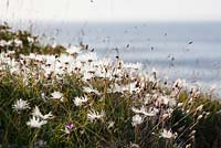 Dryas octopetala - têtes de semence des avens des montagnes poussant sur la côte au Burren. Dryas blancs.