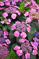 Hydrangea macrophylla 'Blueberry Cheesecake' série Flair and Flavors