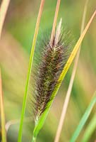 Pennisetum alopecuroides 'Tête rouge'