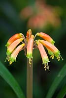 Clivia gardenii. Bush Lily