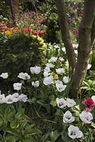 Vue d'un parterre de fleurs avec des tulipes: Tulipa 'Ad Rem', Tulipa 'Shirley', tronc d'arbre d'Acer palmatum 'Sango-kaku', syn. Acer 'Senkaki' et Golden Thuja.