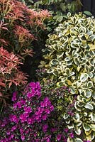 Parterre de fleurs avec Pieris 'Forest Flame', Ilex x altaclerensis 'Golden King' et Azalea japonica 'Geisha Purple'