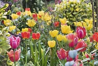 Vue du parterre de fleurs avec des tulipes mélangées colorées: Tulipa 'Golden Apeldoorn', 'Apeldoorn' et Ilex x altaclerensis 'Golden King' - Houx panaché