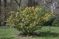 Mahonia x wagneri 'Aldenhamensis' poussant dans l'herbe - avril, Jodrell Bank Arboretum, Cheshire