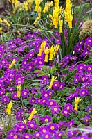 Narcissus cyclamineus avec Primula 'Groenekan's Glorie'