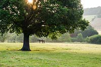 Arbre de Quercus. Soleil du matin à travers un chêne dans le champ attenant. Felley Priory, Underwood, Notts, Royaume-Uni