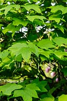 Alangium platanifolium. Felley Priory, Underwood, Notts, Royaume-Uni