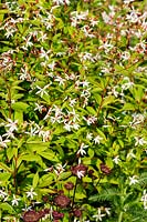 Gillenia trifoliata. Felley Priory, Underwood, Notts, Royaume-Uni