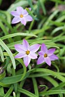 Ipheion uniflorum 'Charlotte Bishop '. Jardin botanique national du Pays de Galles, Llanarthne, Pays de Galles