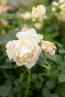 Rosa 'Deben Sunrise '. Arbuste Compact. Nouveau pour 2017 de Harkness Roses