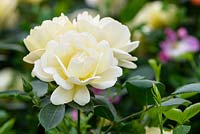 Rosa 'Deben Sunrise '. Arbuste Compact. Nouveau pour 2017 de Harkness Roses
