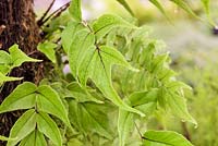 Cyrtomium macrophyllum var. tukusicola - RHS Malvern Spring Festival 2017