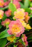 Primula Belarina Rosette 'Nectarine' - RHS Malvern Spring Festival 2017 - Mai