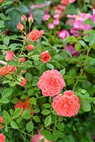Rosa 'Lady Penelope', introduite par Bransford Garden Plants en 1998
