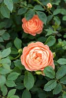 Rosa 'Lady Emma Hamilton '. English Rose - David Austin Roses