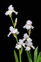 Iris germanica 'Cygne chanteur' - juin