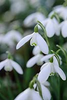 Galanthus nivalis