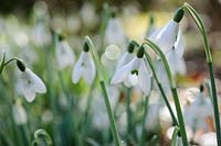 Galanthus 'Bess'