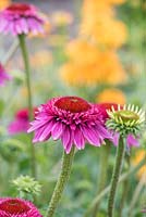 Echinacea purpurea 'Catharina red' - Coneflowers - juillet - Surrey