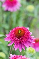 Echinacea purpurea 'Catharina red' - Coneflower - juillet - Surrey