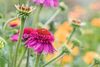 Echinacea purpurea 'Catharina red' - Coneflower - juillet - Surrey