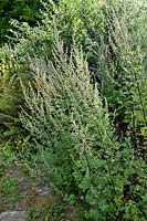 Artemisia vulgaris - Armoise ou absinthe commune
