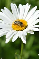 Apis mellifera - abeille mellifère récoltant le pollen de la marguerite aux yeux rouges