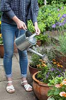 Dame arrosant dans des pots de présentation récemment mis en pot avec Osteospermum 'Margareta Sunset', Campanula 'Blue Sky', Lavandula angustifolia 'Platinum Blonde', Heucheras et Alyssum