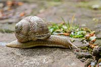 Escargot romain - Helix pomatia om jardin chemin