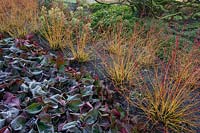 Cornus sanguinea 'Midwinter Fire' et Bergenia 'Overture '. RHS Garden Harlow Carr
