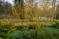 Salix babylonica var. pekinensis tortuosa et Hebe pinguifolia 'Sutherlandii '. RHS Garden Harlow Carr