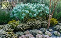 Bruyères couvertes de givre et Euphorbia sur la promenade d'hiver. RHS Garden Harlow Carr