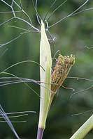 Foeniculum vulgare 'Purpureum' - fenouil en bronze. Fermer la vue d'une tête de fleur d'ouverture