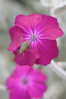 Lychnis coronia - Rose Campion avec rosée tôt le matin soutenant un cricket de brousse moucheté.
