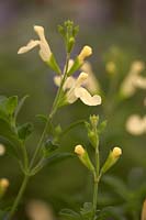 Salvia greggii 'Sungold '.