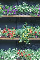 Théâtre Calibrachoa: étagères en bois traité contre un mur peint en noir. Calibrachoa 'Callie White' syn. C. 'Cabaret White', C. ' Balcabwit ', Calibrachoa' Callie Scarlet ', syn, C. Cabaret' Bright Red ',' Balcabrite ', Calibrachoa' Callie Purple ', syn C.' Cabaret Deep Blue ',' Balcabdebu ', Calibrachoa' Callie Yellow ', syn C. Cabaret jaune foncé' 'Balcabdepy '. Veddw House Garden, Monmouthshire, South Wales. Jardin créé par Anne Wareham et Charles Hawes.