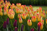 Tulipa 'Suncatcher' avec 'Merlot'