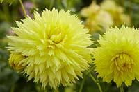 Dahlia 'Hale Bopp'