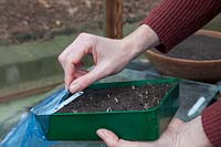 Placer le bac à graines dans un sac en polyéthylène, propager le banc dans une serre chauffée. Tomate 'Costoluto Fiorentino'