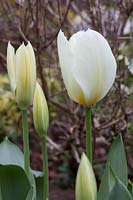 Tulipa 'Empereur Blanc'