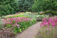Echinacea purpurea, Astilbe chinensis 'Purpurlanze', Sedum Matrona, Persicara. Graminées ornementales - Millennium Garden - Pensthorpe Gardens, Norfolk - fin juillet 2017