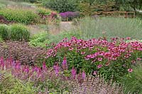 Echinacea purpurea, Astilbe chinensis 'Purpurlanze', Sedum Matrona, Monarda, Persicara, Sidalcea candida 'My Love' - Millennium Garden - Pensthorpe Gardens, Norfolk - fin juillet 2017