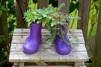 Plantes succulentes en bottes violettes pour enfants