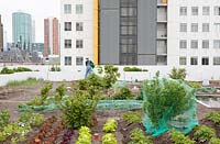 Aperçu avec des légumes sur le jardin potager sur le toit dans le centre de Rotterdam, en Hollande.